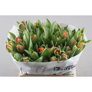 Tu Du Queensday (oranje)