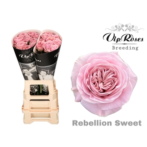 R GR VIP NEW REBELLION SWEET