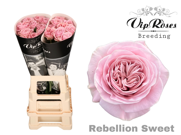 <h4>R GR VIP NEW REBELLION SWEET</h4>