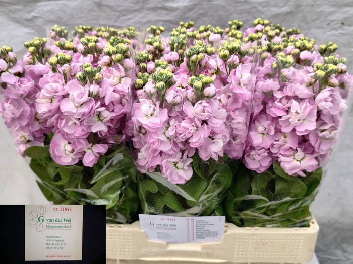 <h4>MATTH MATHILDA PINK</h4>