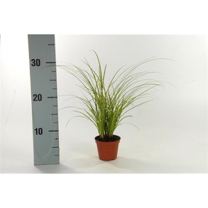 Carex brunnea 'Variegata' p8