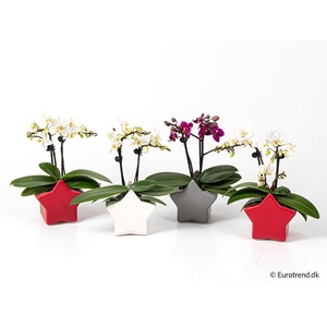 PHALAENOPSIS-HYBRID p6