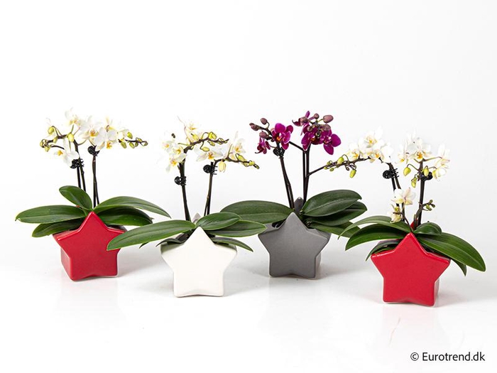 <h4>PHALAENOPSIS-HYBRID p6</h4>