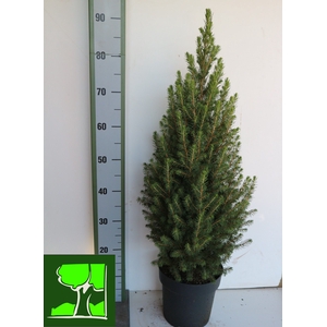 PICEA GL CONICA