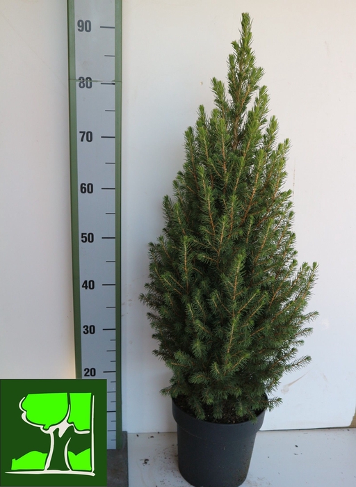 <h4>PICEA GL CONICA</h4>