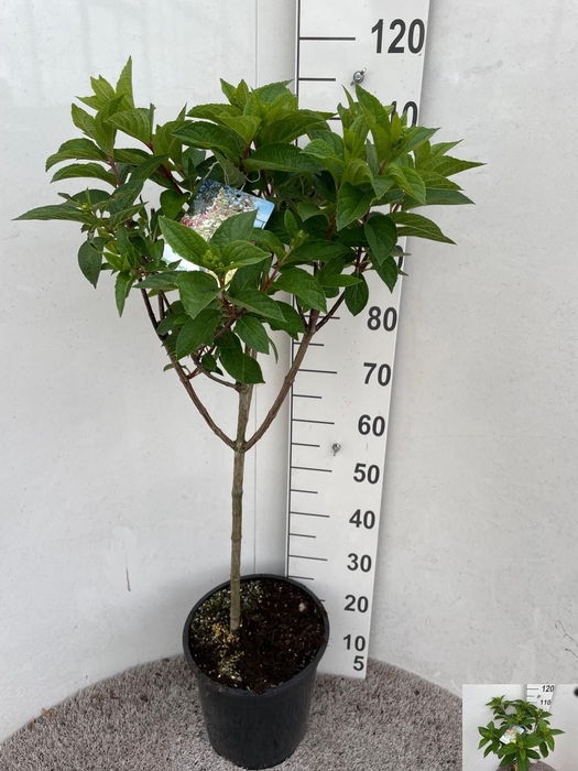 <h4>HYDR PANICULATA</h4>