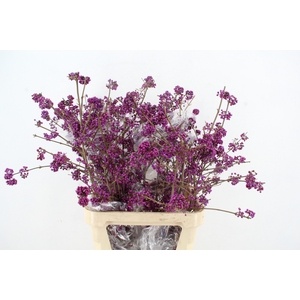 CALLICARPA BOD PROFU NATURE FRIENDLY