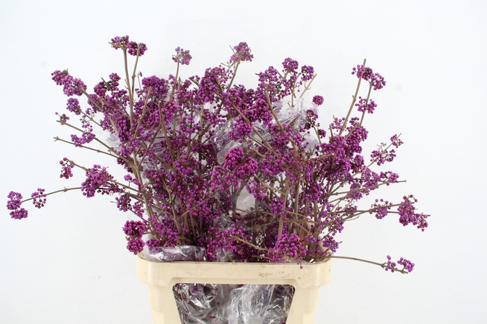 <h4>CALLICARPA BOD PROFU NATURE FRIENDLY</h4>