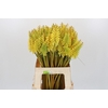 Kniphofia  'Eycone Yellow'
