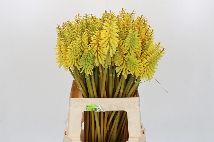 Kniphofia  'Eycone Yellow'