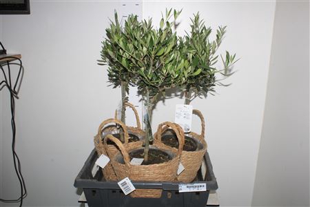 <h4>Olea Europaea In Mand</h4>