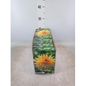 Dahlia   ...flowerbulbs