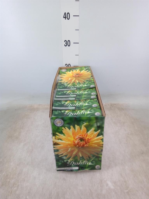 <h4>Dahlia   ...flowerbulbs</h4>