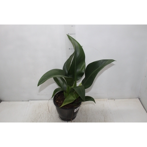 PHILODENDRON PACOVA P20