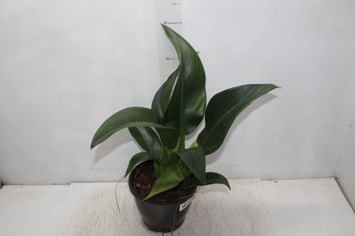 <h4>PHILODENDRON PACOVA P20</h4>