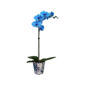 Potcover I Am Blue Phal I Am Blue 1T9+