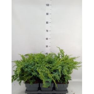Juniperus squamata 'Blue Swede'