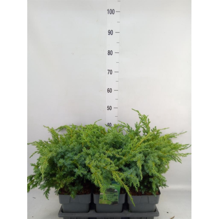 <h4>Juniperus squamata 'Blue Swede'</h4>