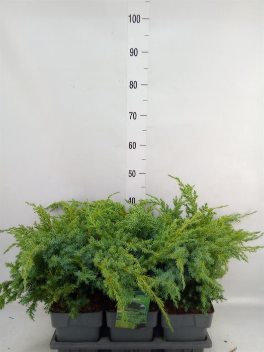Juniperus squamata 'Blue Swede'