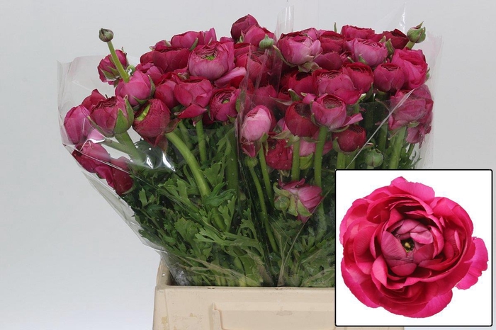 <h4>RAN EL HOT PINK</h4>