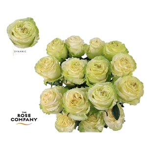 Rosa Ec Garden Dynamic