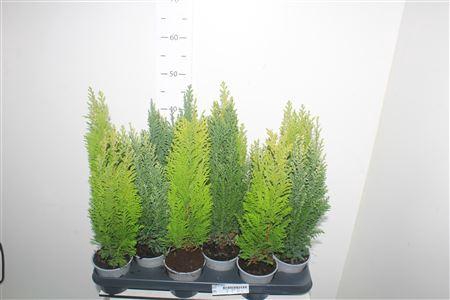 <h4>Coniferen Gem</h4>