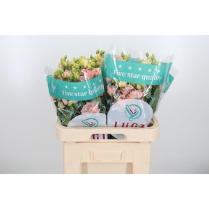 Eus G Alissa L Apric