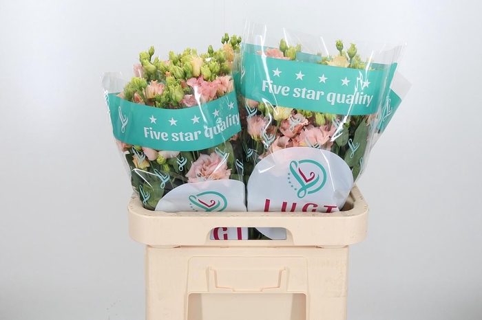 <h4>Eus G Alissa L Apric</h4>