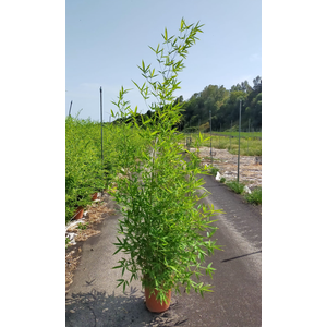 Phyllostachys bissetii