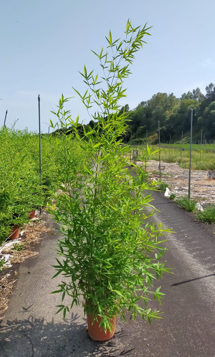 <h4>Phyllostachys bissetii</h4>