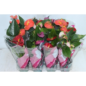 ANTHURIUM VARIADO P09