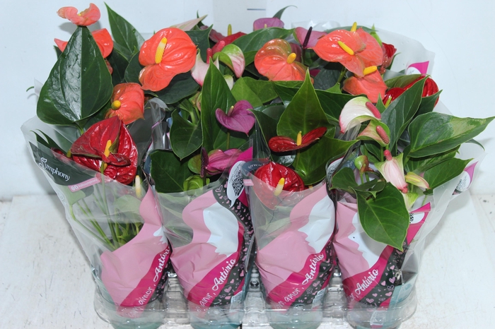 ANTHURIUM VARIADO P09