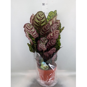 Calathea makoyana