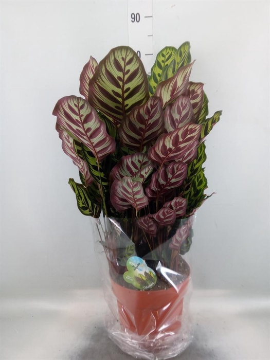 <h4>Calathea makoyana</h4>