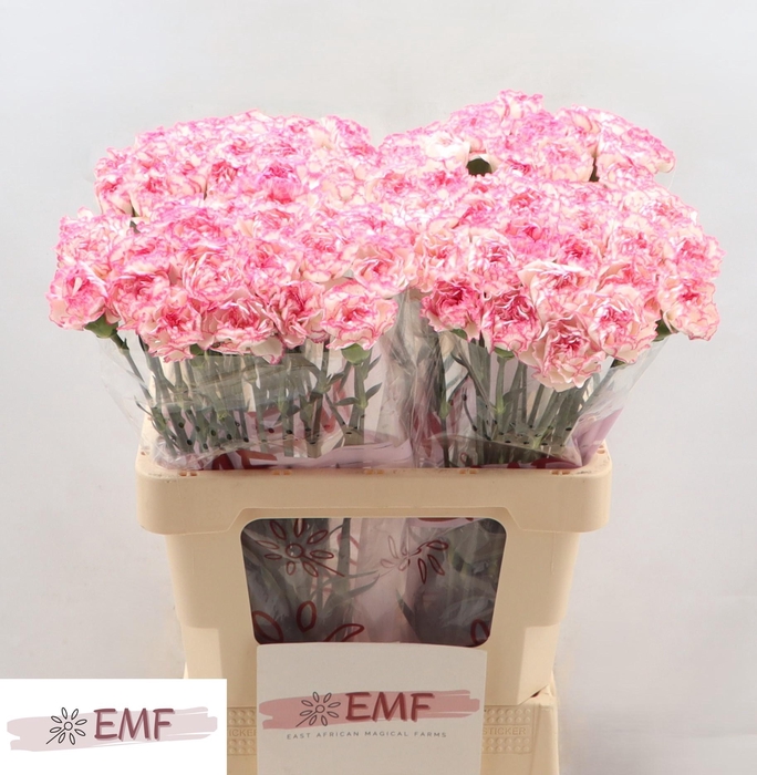 <h4>DI ST KOMACHI</h4>