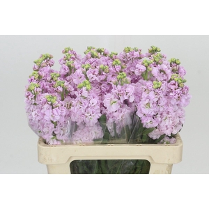 Matthiola Iron Cherry Blossom