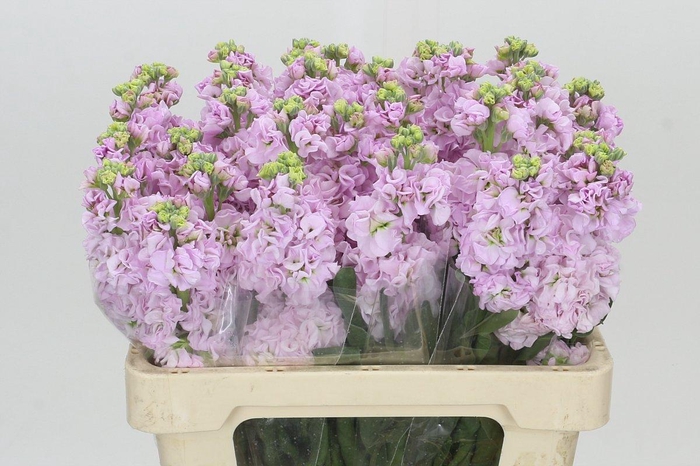 <h4>Matthiola Iron Cherry Blossom</h4>