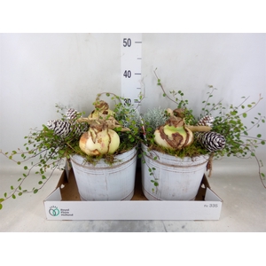 Arr.   Tuinplanten L%