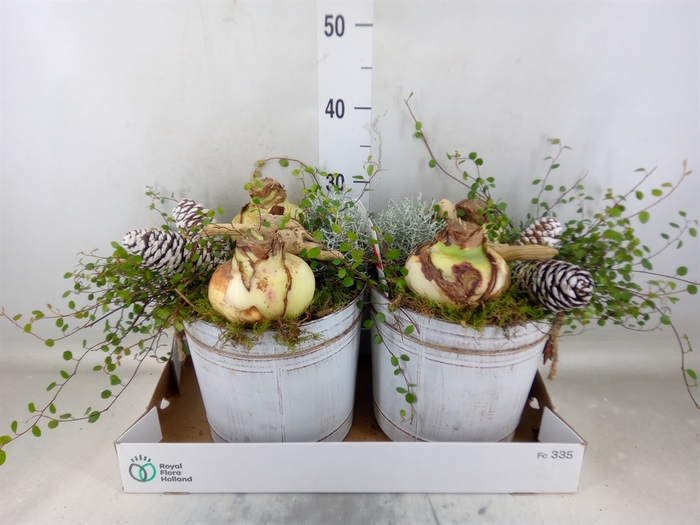 <h4>Arr.   Tuinplanten L%</h4>