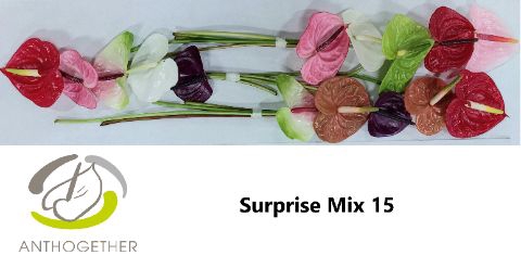 <h4>Anth A Mix Surprise 7 cm X15 Spek Flowers</h4>