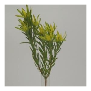 Leucadendron Pisa