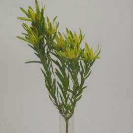 <h4>Leucadendron Pisa</h4>