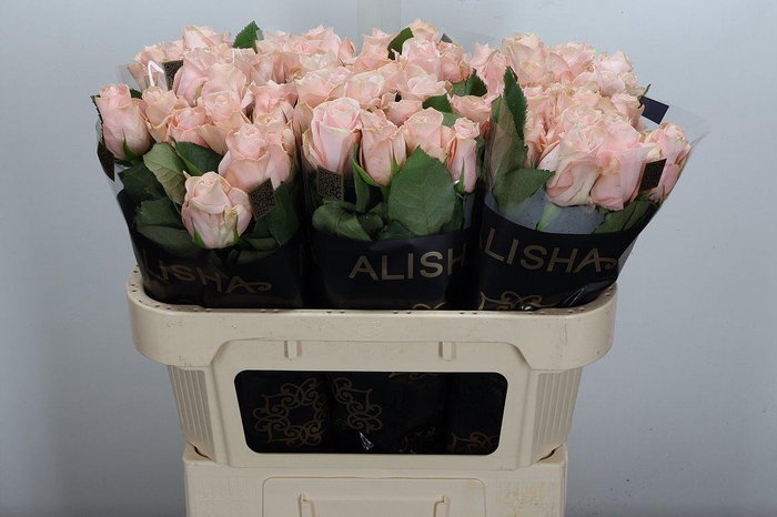 <h4>R Gr Pomarosa</h4>