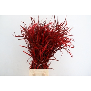 GREVILEA RED 200GR