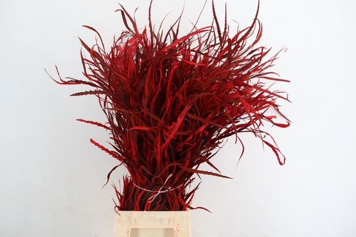 <h4>GREVILEA RED 200GR</h4>