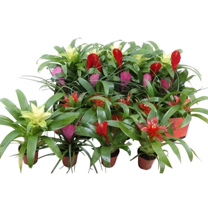 BROMELIA GEM