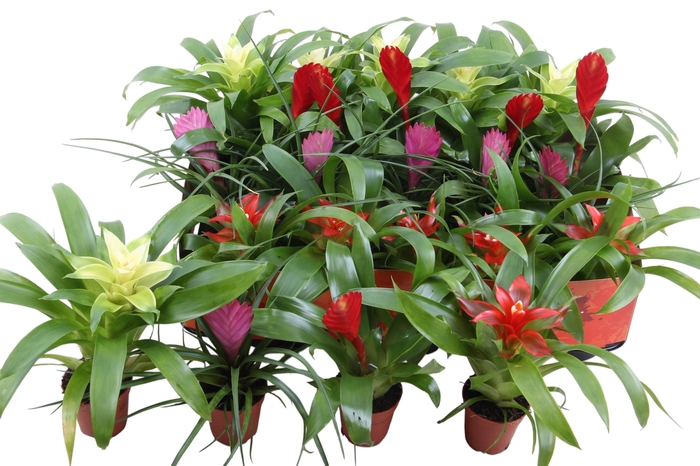 <h4>BROMELIA GEM</h4>