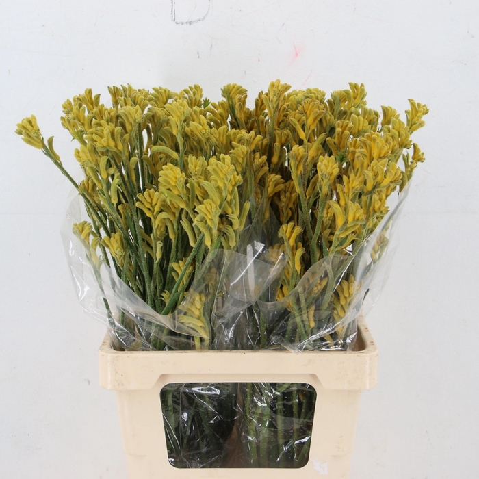 <h4>ANIGOZ BUSH GOLD</h4>