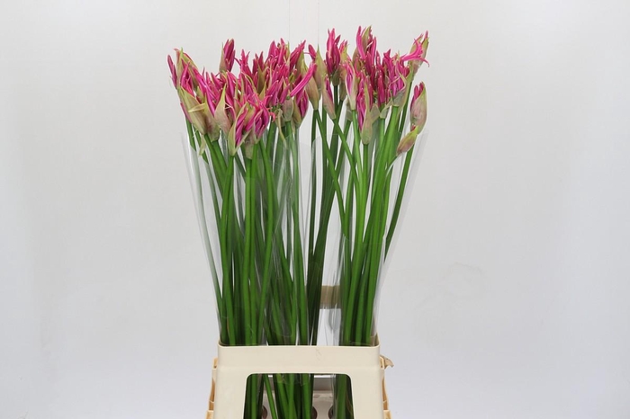 <h4>Nerine Alexandra</h4>