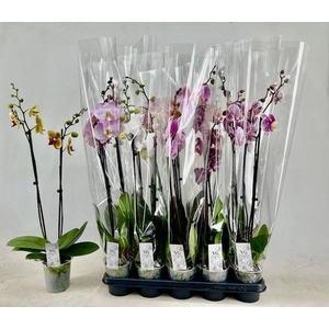 PHAL GEM
